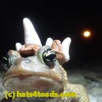 /home//u458753944/public_html/sourcegallery//Roxborough Toad Detour/2013-2019/2018/2018-04-13/P4130021.JPG